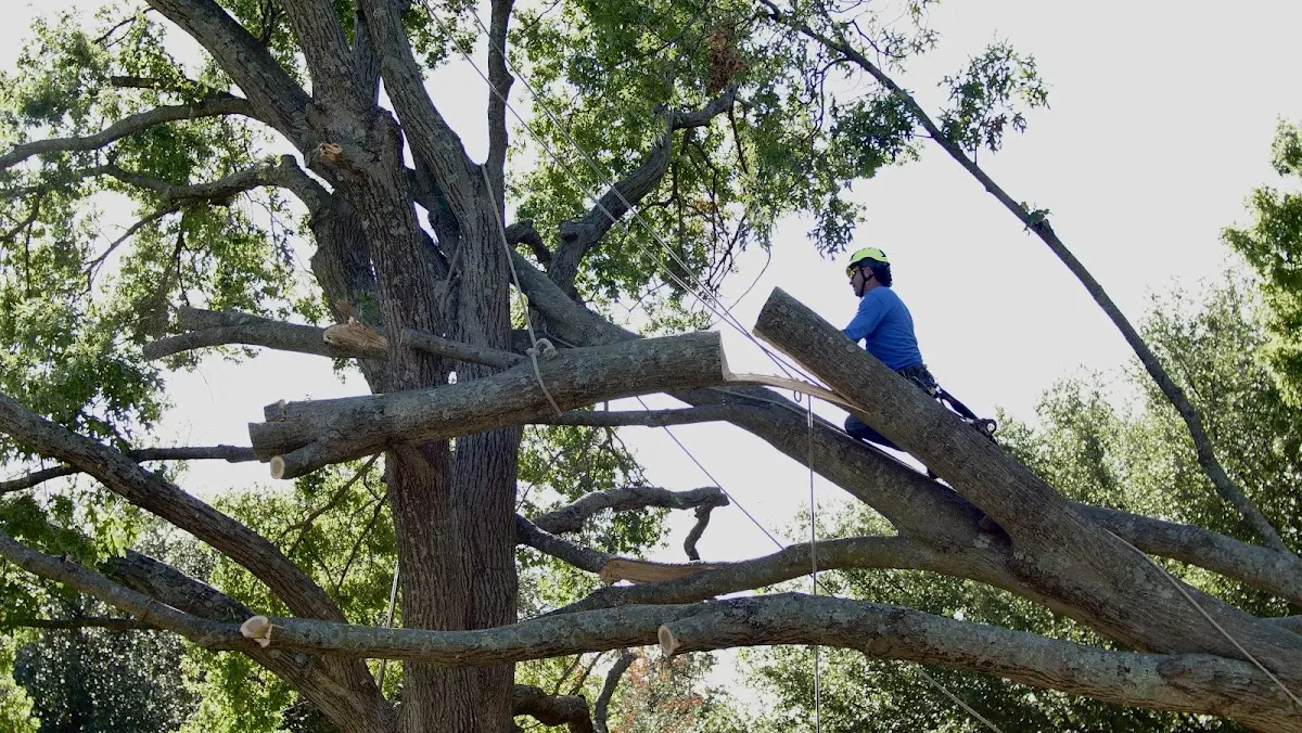 Professional Crown Thinning performed by certified arborists in Redfield